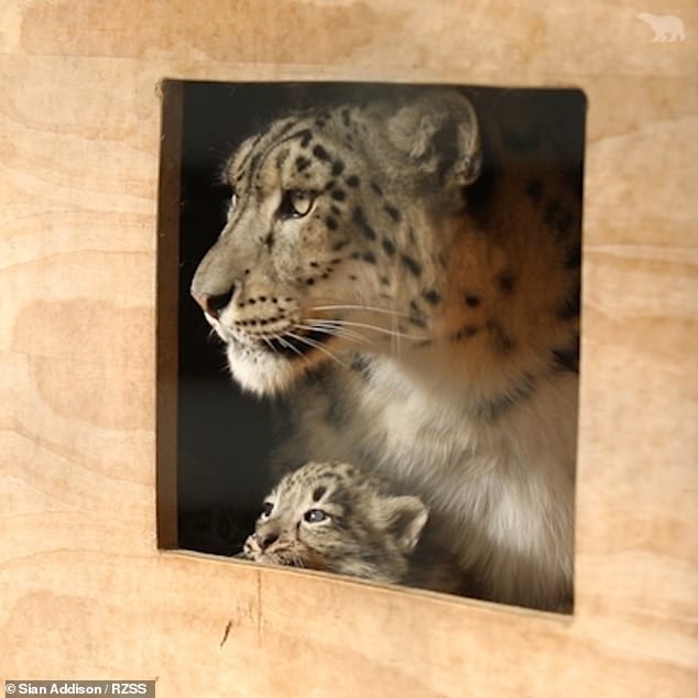 memory clean snow leopard